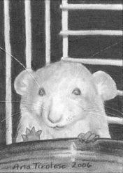 The Timid Rat - ACEO Drawing by Ana Tirolese