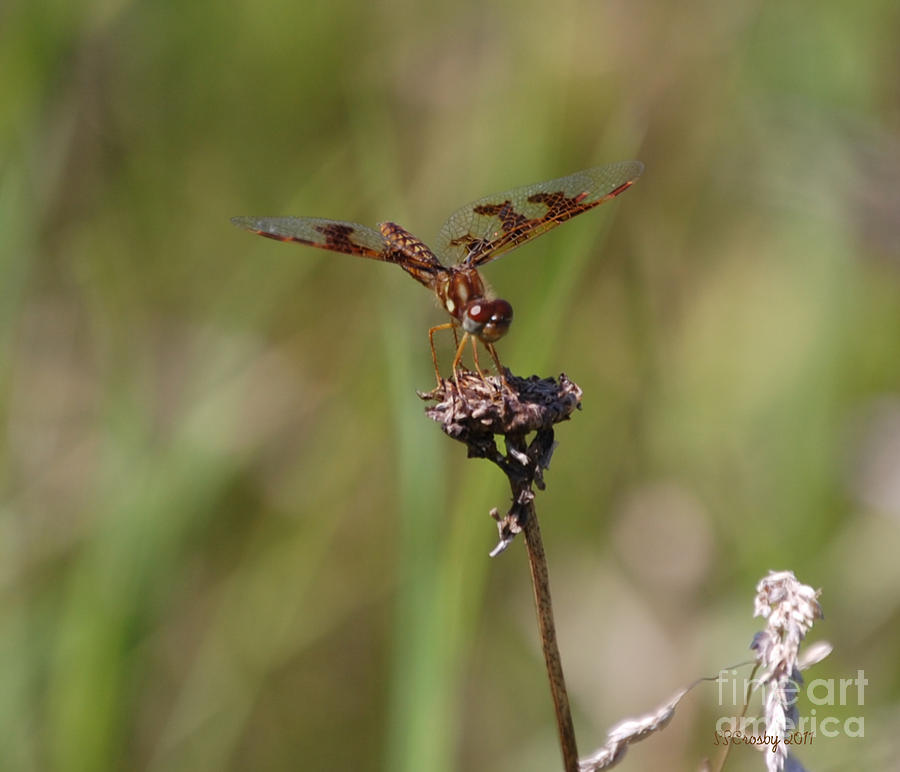 The Tiniest Dragonfly Photograph by Susan Stevens Crosby
