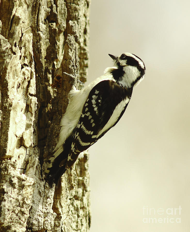 The Tiny Downy Woodpecker Photograph by Robert Frederick