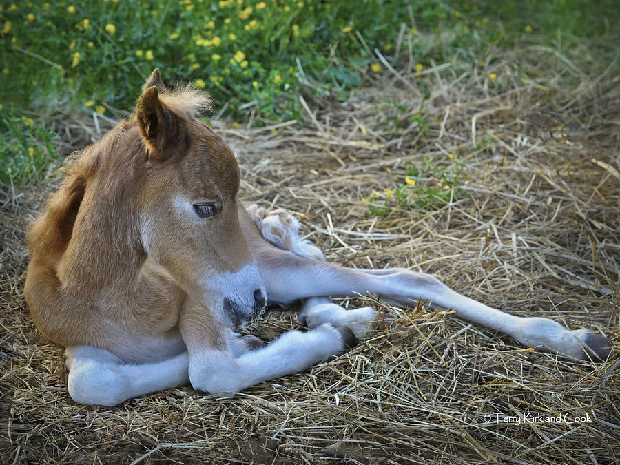 The Tiny Foal Photograph by Terry Kirkland Cook