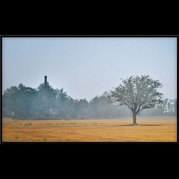 Nature Photograph - The Tree And The Chimney #all_shots by Riccardo Rossi