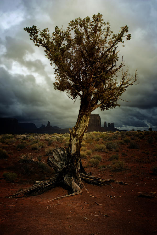 The Tree Photograph by Ellen Heaverlo