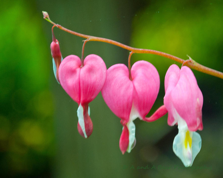 The Trio Photograph by Austin Bear - Fine Art America