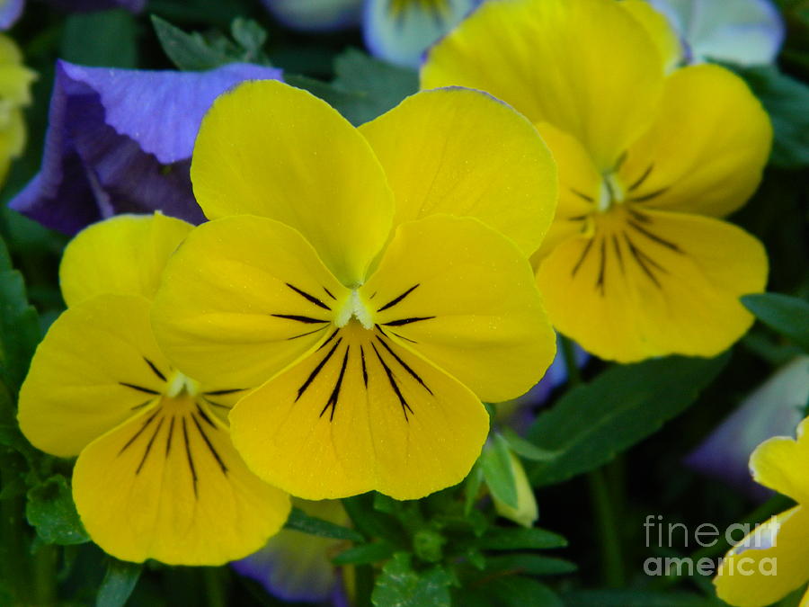 Flower Photograph - The Triplets by Sara Mayer