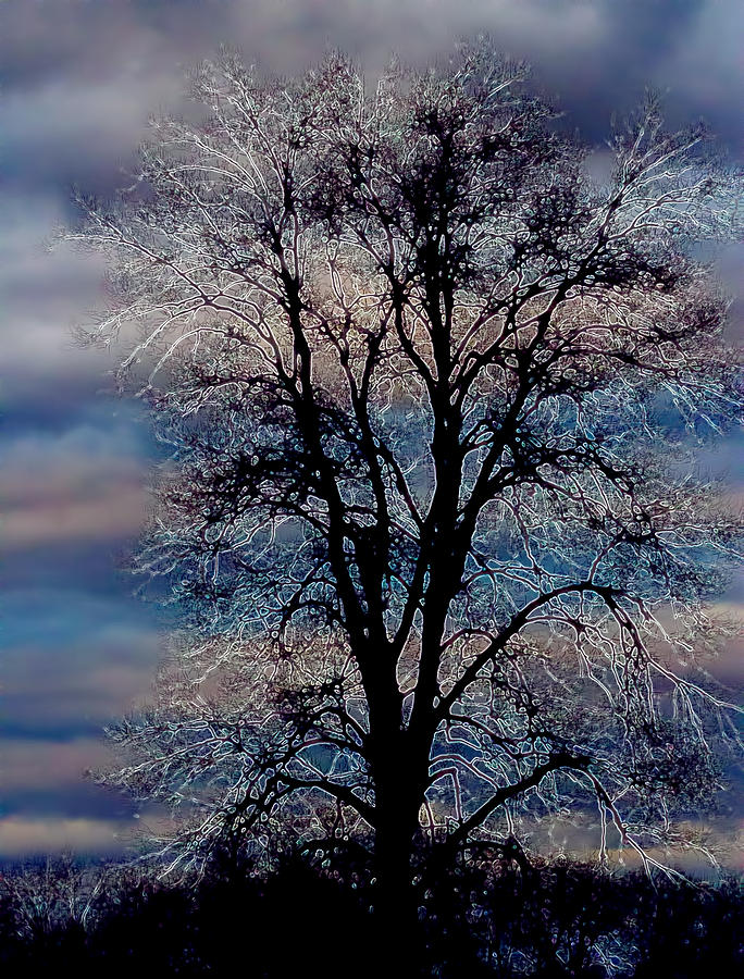 The Trippin Tree Photograph by Bill and Linda Tiepelman