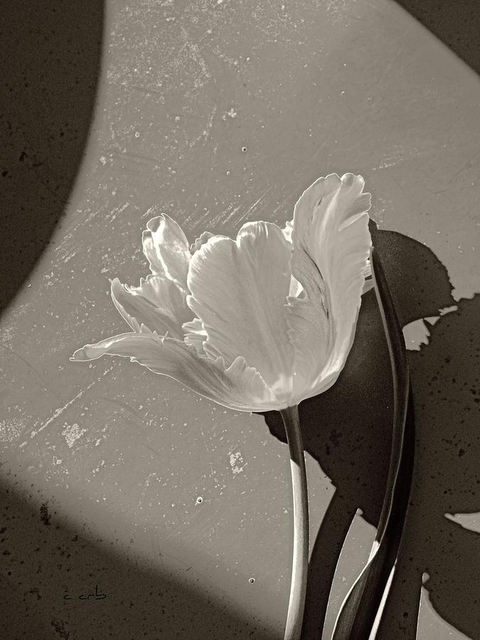 The Tulip and the Shadows Photograph by Chris Berry