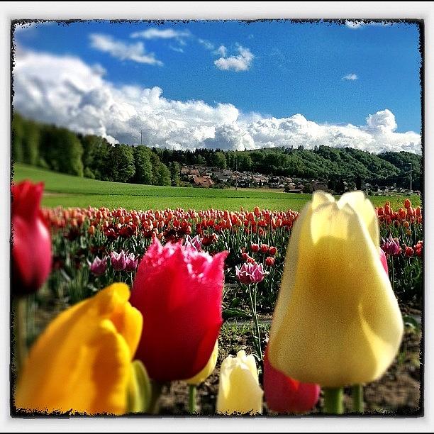 Spring Photograph - The Tulip Field by Urs Steiner