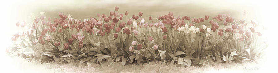 The Tulip Garden Photograph by Bonnie Willis