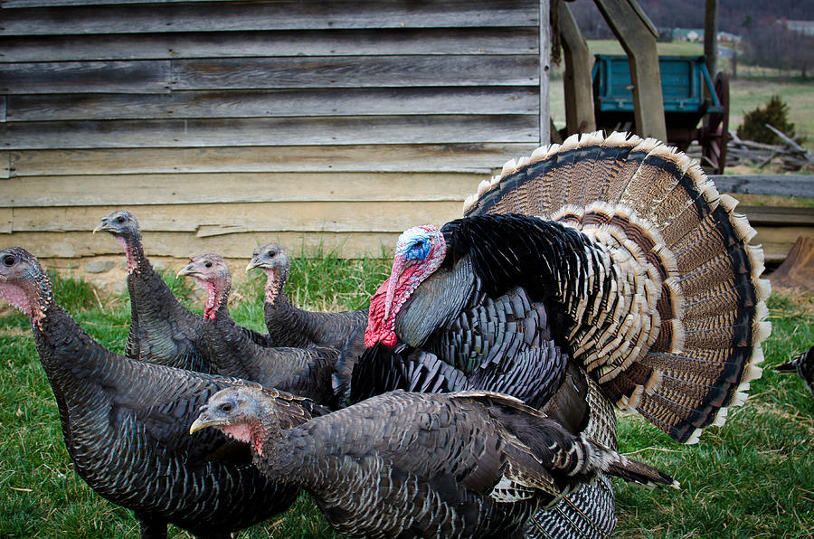 Turkey Photograph - The Turkey Crew by Swift Family