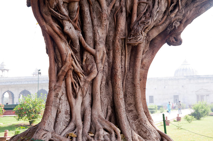 The twisted and gnarled stump and stem of a large tree inside the Qutub Minar Compound Photograph by Ashish Agarwal