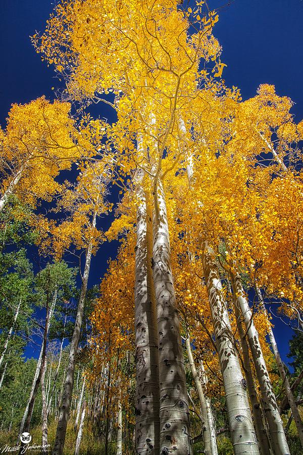 The Two Split Trees Photograph by Mitch Johanson | Fine Art America