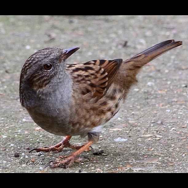 Ornithology Photograph - The Understated Hedge Sparrow by Caroline Coles