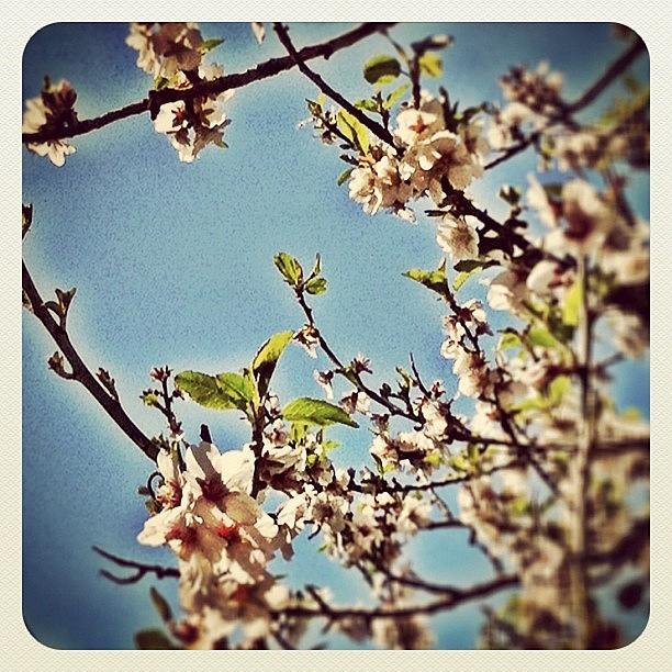 Ig Photograph - The Very First Blossoms Of Mine 🌸 by Me Like