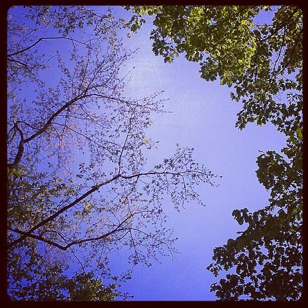 Tree Photograph - The View From My Hammock. #browncounty by Tosha Daugherty