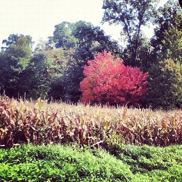 Fall Photograph - The Views I Miss When Im In Indy by Jordan Scott