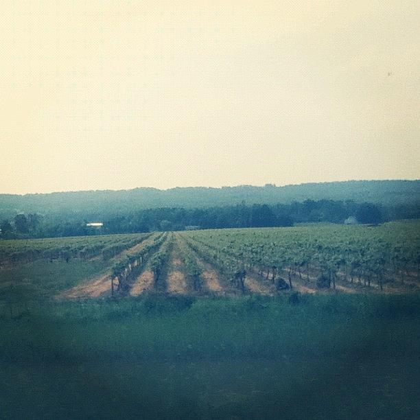 The Vineyard We Passed By! I Wanna Own Photograph by 🐘 D E N Z E L 🐘