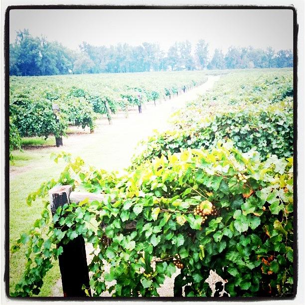 The Vineyard....the Best Smelling Photograph by Chris Morgan