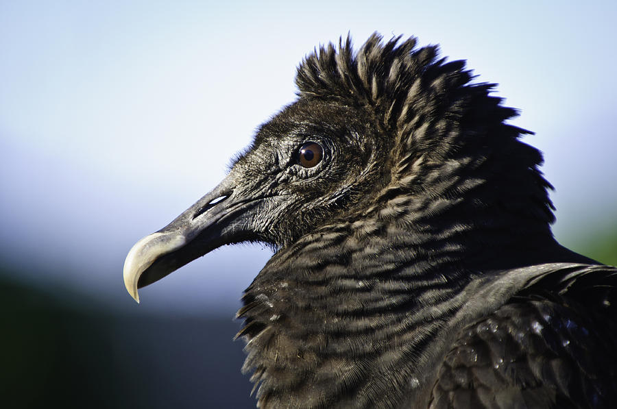The Vulture Photograph by Jose Vazquez