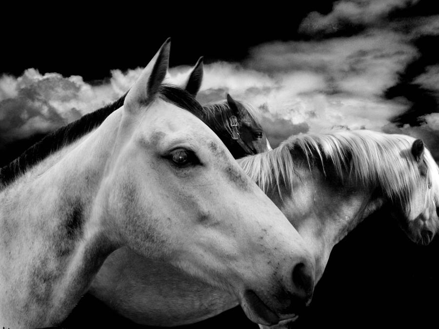 The Wait Photograph by Maggie Dee - Fine Art America