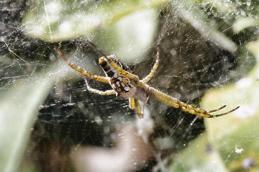 Spider Photograph - The Waiting Game V2 by Douglas Barnard