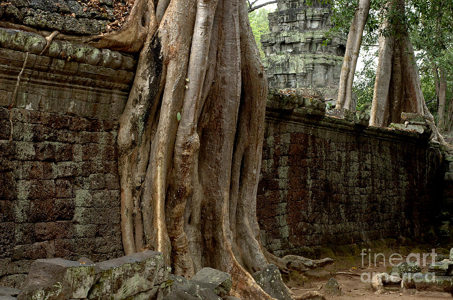 The Wall At Ta Prohm Photograph by Bob Christopher