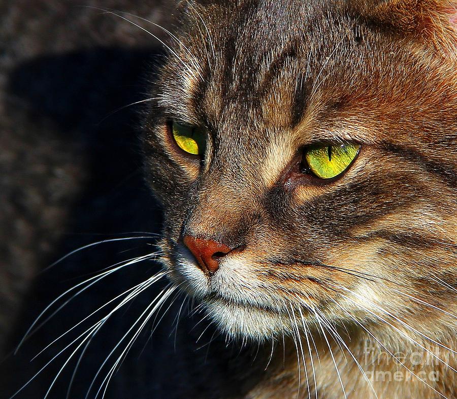 Cat Photograph - The Watcher by Davandra Cribbie