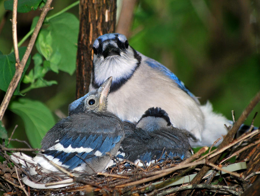 Blue Jay Photograph - The Watcher by Rose Pasquarelli