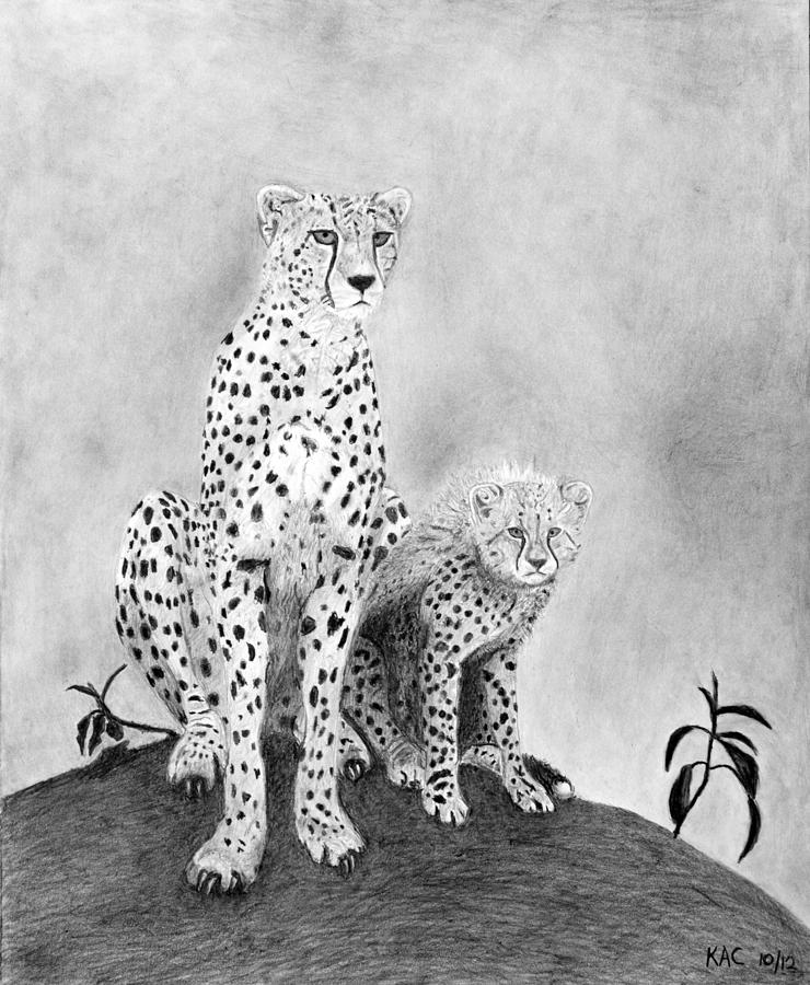 Cheetah Drawing - The Watchers by Kenny Chaffin