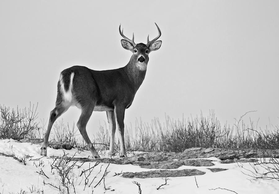 The Watching Deer Photograph by Nancy De Flon