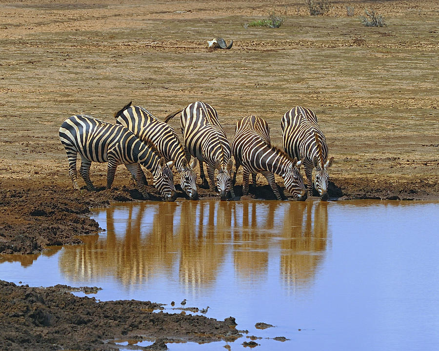 The Watering Hole Photograph by Tony Beck