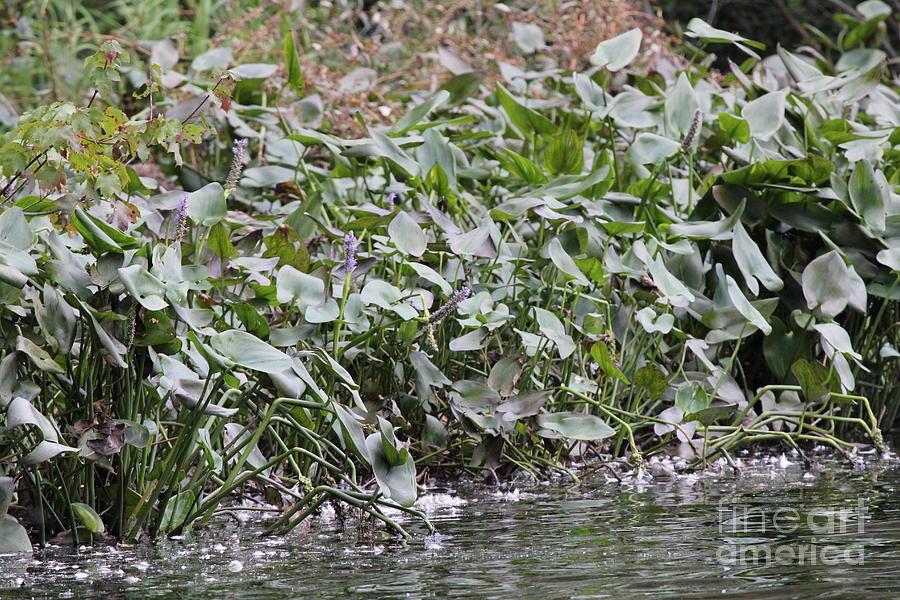 Pond Photograph - The Waters Edge Of Southards Pond by Scenesational Photos Pond Photograph - The Waters Edge Of Southards Pond by Scenesational Photos