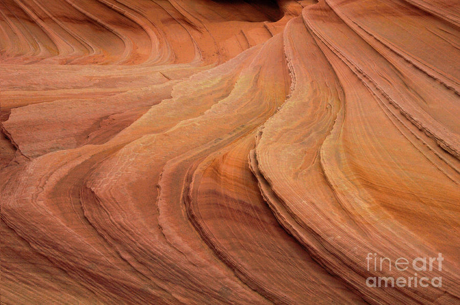 The Wave Sandstone Patterns Photograph by Bob Christopher