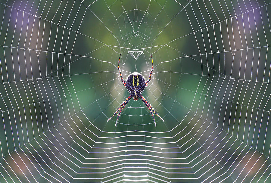 The web maker Photograph by Mircea Costina Photography