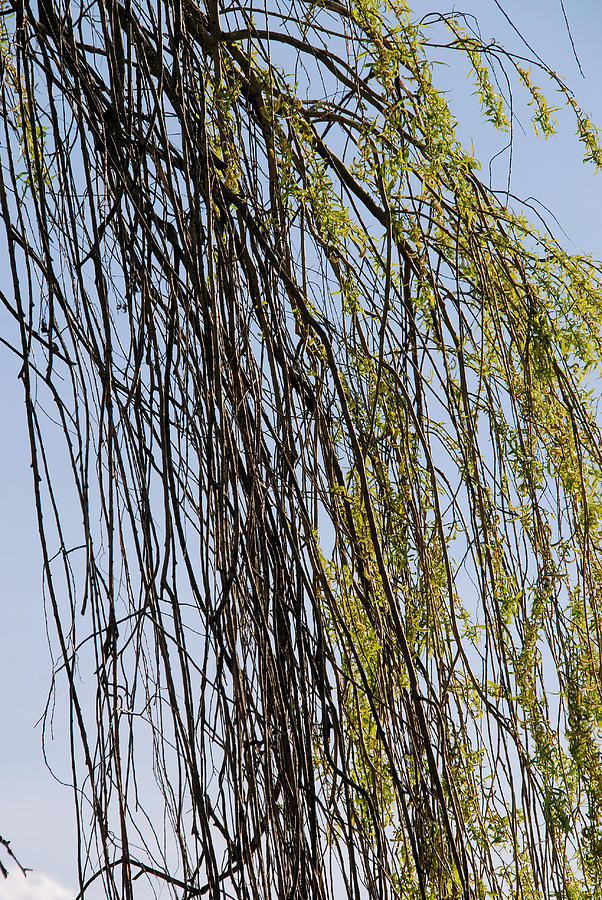 The Weeping Willow Photograph by Michael Merry