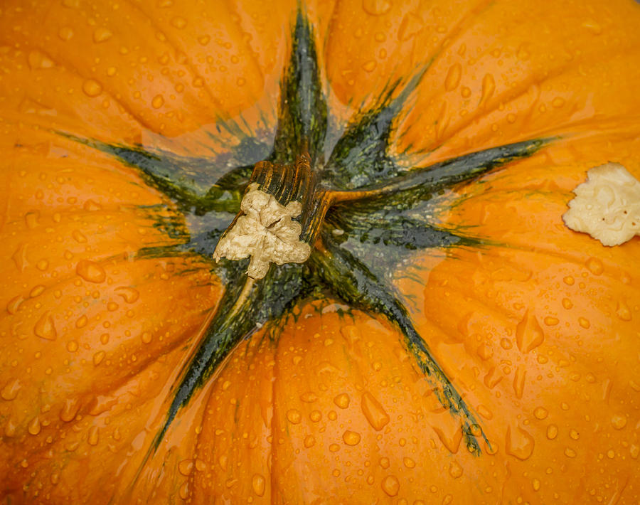 The Wet End of the Pumpkin Photograph by Jean Noren