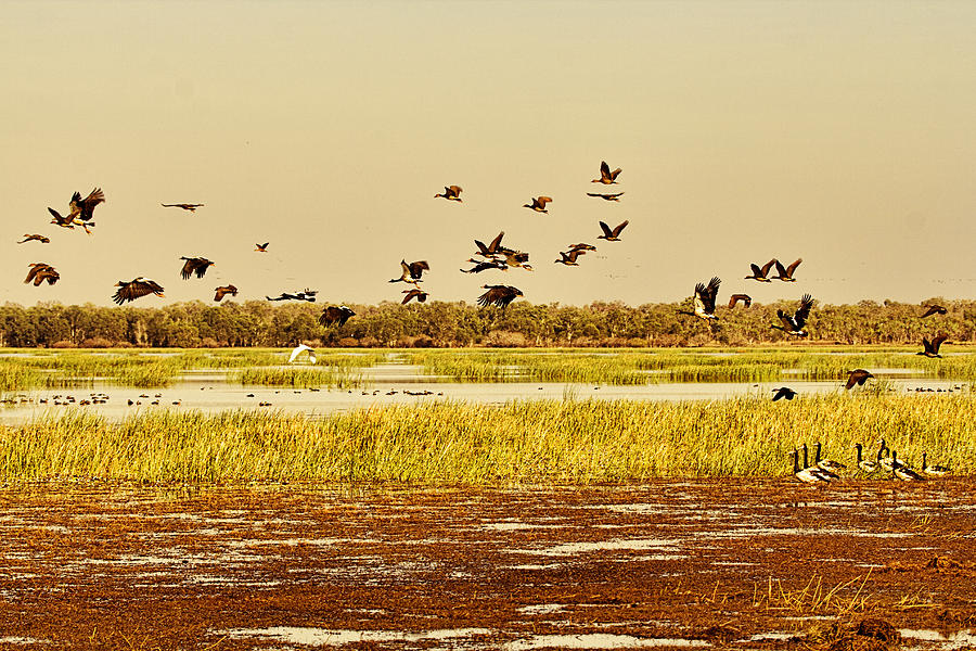 Bird Photograph - The Wetlands by Douglas Barnard
