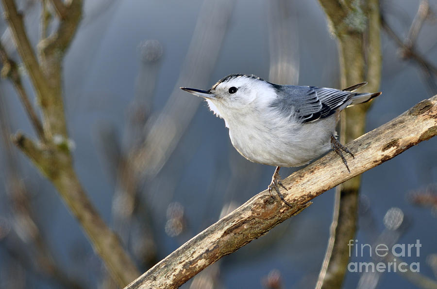 The White Breasted Nuthatch in Winter Sun Photograph by Laura Mountainspring