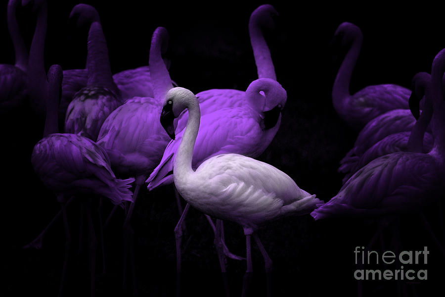 The White Flamingo Photograph by Wingsdomain Art and Photography