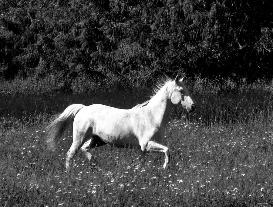 The White Horse Photograph by Joseph Noonan