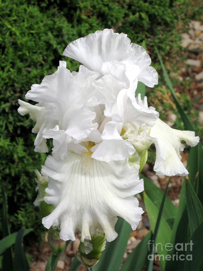 The White Iris Photograph by Phyllis Kaltenbach