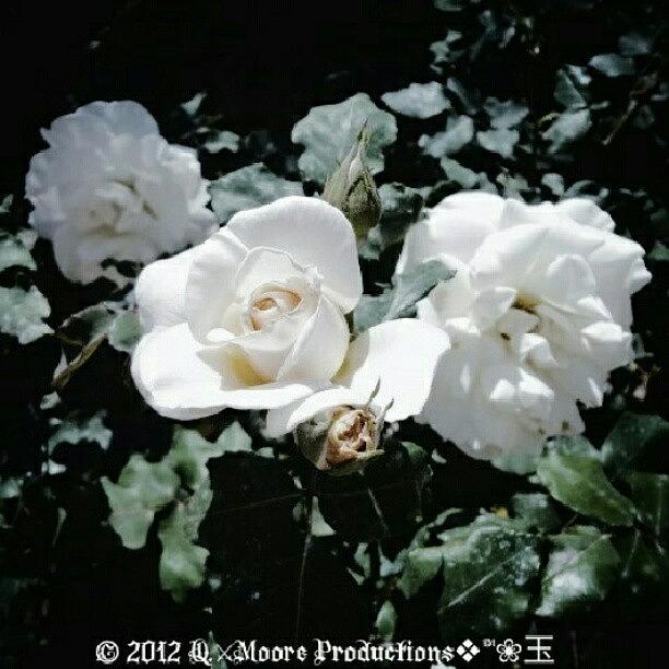 The White Rosas Photograph by Quinn  Moore