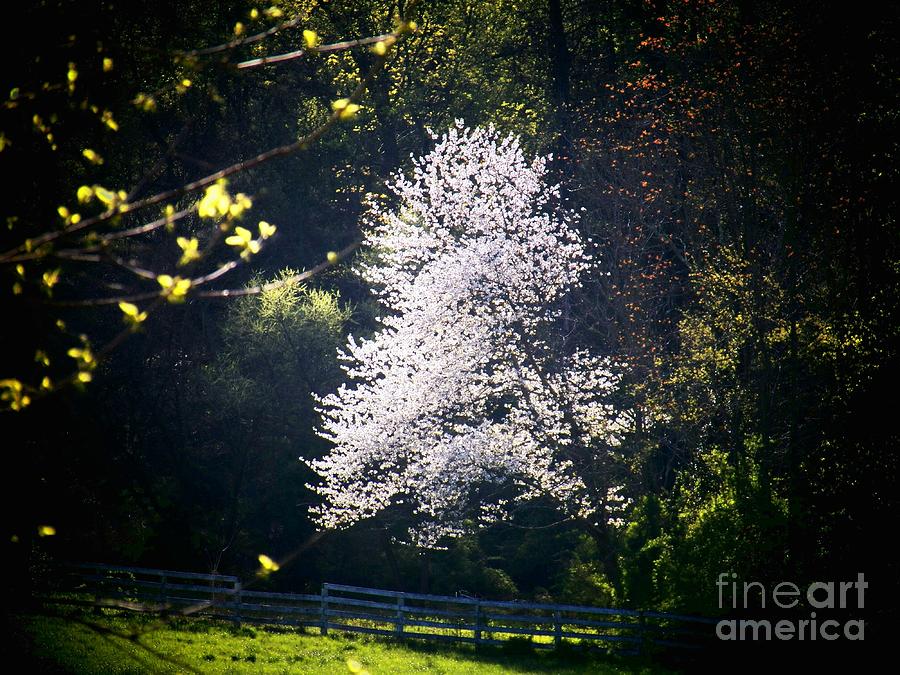 The White Tree Photograph by Joyce Kimble Smith
