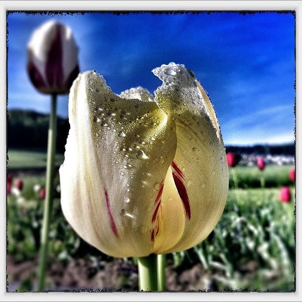 Spring Photograph - The White Tulip by Urs Steiner