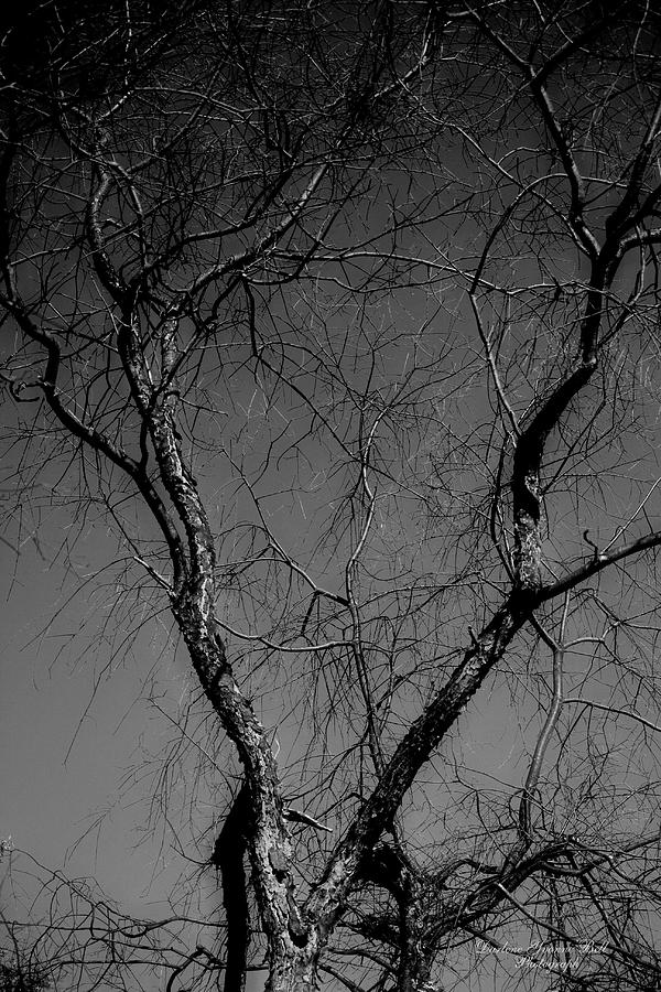 Black And White Photograph - The Widow Tree by Darlene Bell