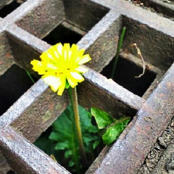 Flowers Still Life Photograph - The #wild #flower #yellow #instamania by Jovy Komata