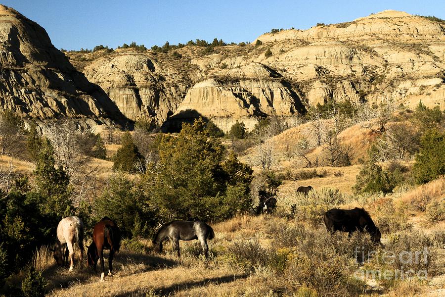 Theodore Roosevelt National Park Photograph - The Wild Ones by Adam Jewell