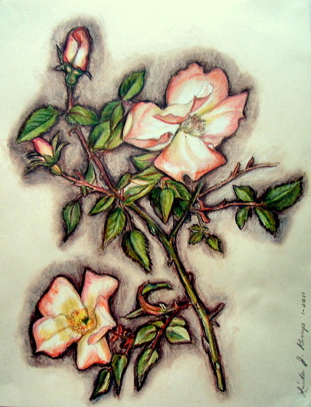 The Wild Rose Drawing by Linda Nielsen