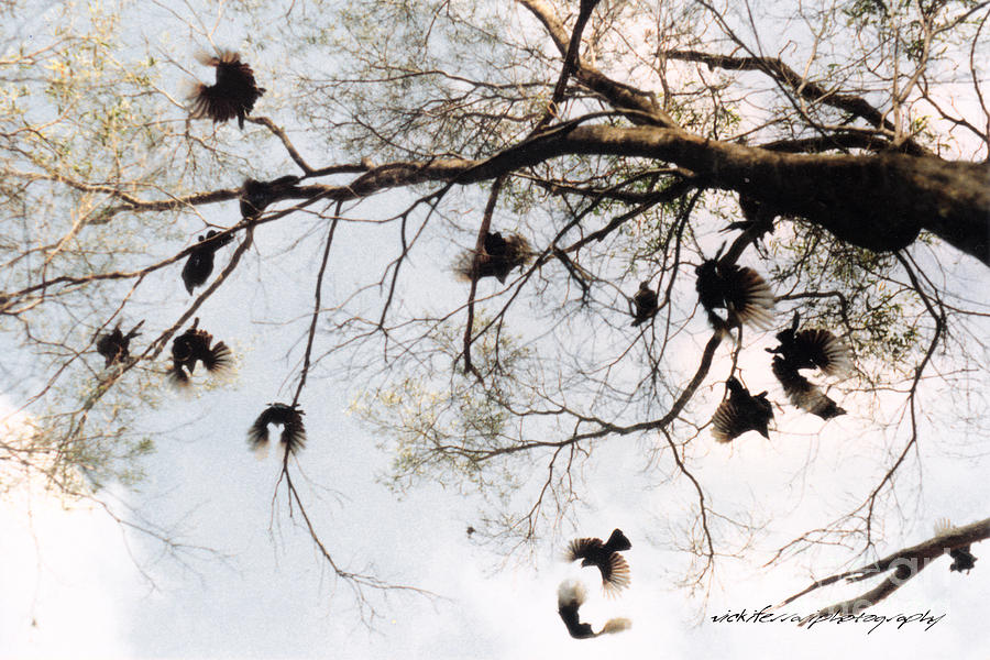 The Winged Tree Photograph by Vicki Ferrari