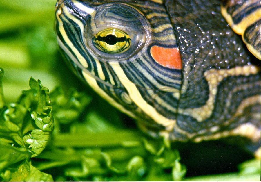 The Wonder Turtle Photograph by Julie McDoniel | Fine Art America