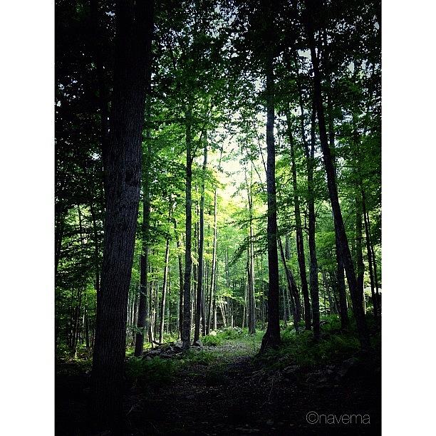 Phoenicia Photograph - The Woods by Natasha Marco
